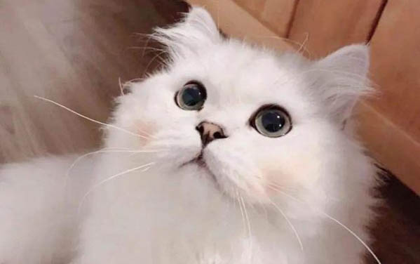 貓可以吃肉松嗎