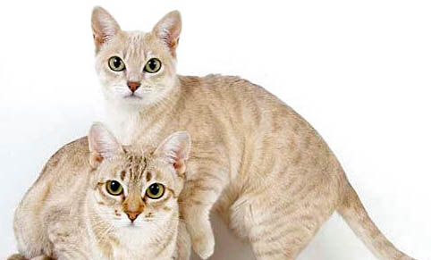 澳大利亞牧牛犬眼下脫毛有小黑點(diǎn)