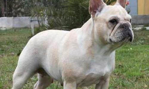 法國斗牛犬怎么訓練有大小便