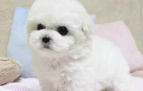 狗和狗打架把眼睛打傷怎么辦