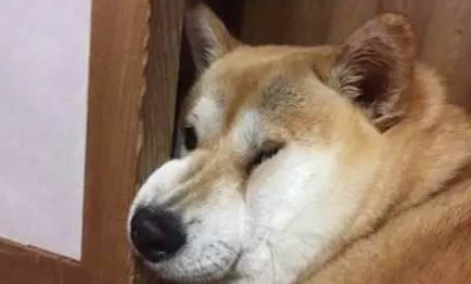 狗狗奇怪的行為有哪些表現