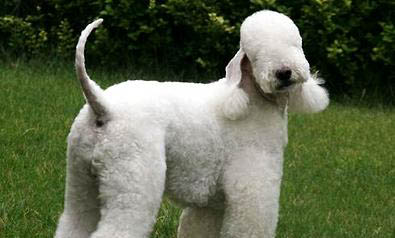 貝靈頓梗該怎么喂養