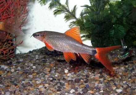 彩虹鯊魚和什么魚混養(yǎng)?