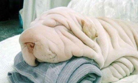 很少有人養(yǎng)沙皮狗的原因