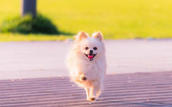 博美犬和薩摩耶區別