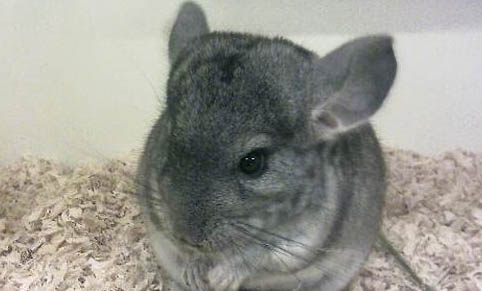 如何挑選銀斑龍貓