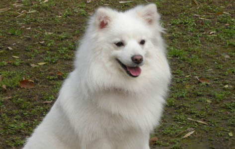 犬用魚油可以貓吃嗎