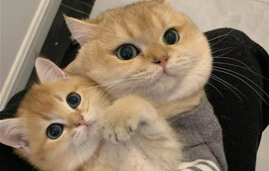 純種金漸層貓圖片