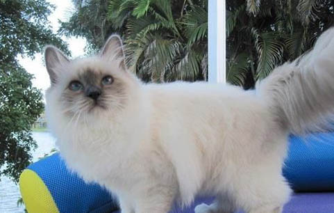 伯曼貓食欲不好的原因及處理方法