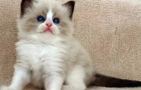 小貓拉屎有點(diǎn)稀