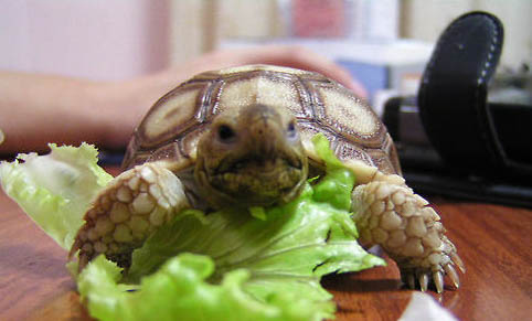 緬甸陸龜多久喂一次?