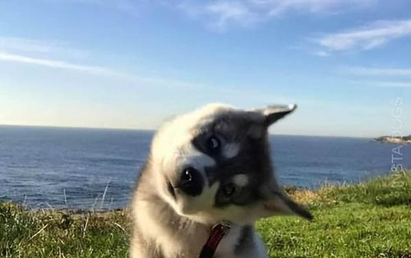 狗狗身上會有體味是什么原因