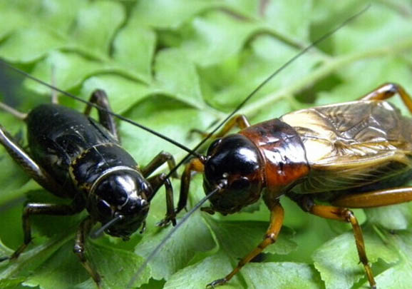 蟋蟀是幾條腿