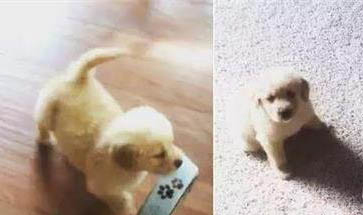 狗狗打完犬瘟之后多久可以洗澡嗎