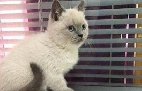 短毛大型犬有哪些品種?