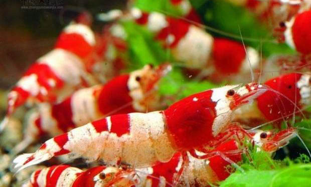 水晶蝦抱卵多久孵化