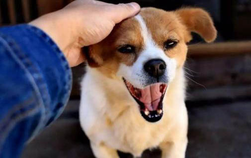 狗狗感冒該怎么辦
