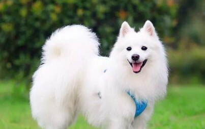 銀狐兔怎么挑選