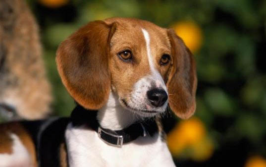 怎么訓練卡斯羅犬