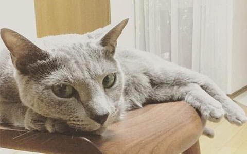 小貓出生第幾天