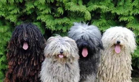 德國牧羊犬哪里有賣