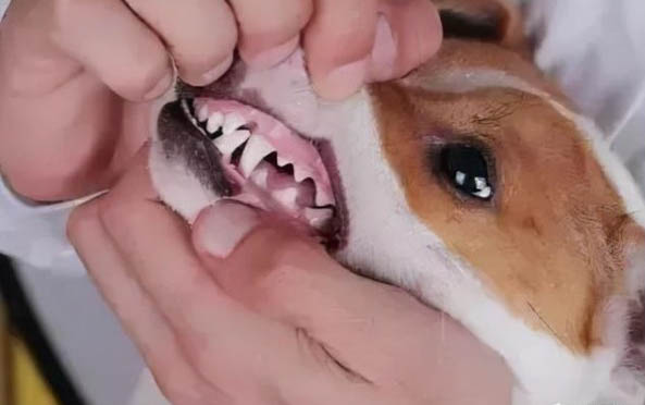 狗狗能吃橘子嗎