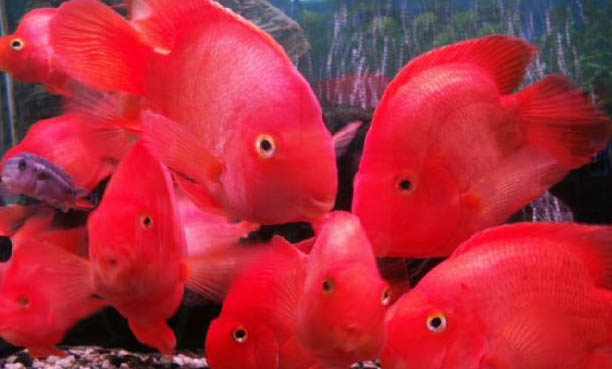 飼養(yǎng)熱帶魚注意事項