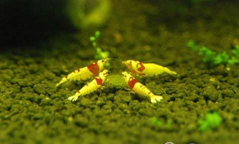 水晶蝦能和什么魚一起養