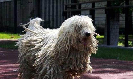 可蒙犬細小病毒引起的原因及處理方法