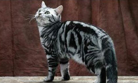 貓咪睡覺喘氣聲音很大