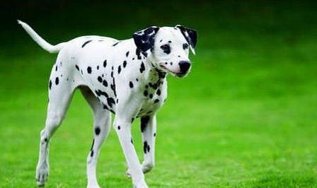 斑點(diǎn)狗純不純看哪里