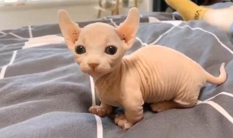 比魯斯貓大概多錢一只?