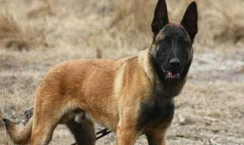 公犬發(fā)情期大概持續(xù)多久?