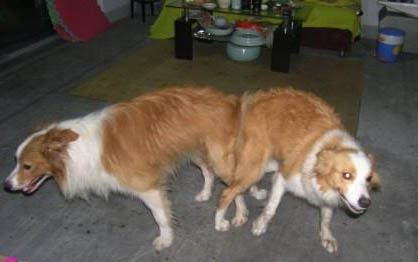 領養狗需要什么條件