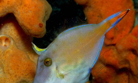 孔雀魚炸鱗怎么治