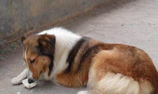 狗狗的耳朵為什么趴下了