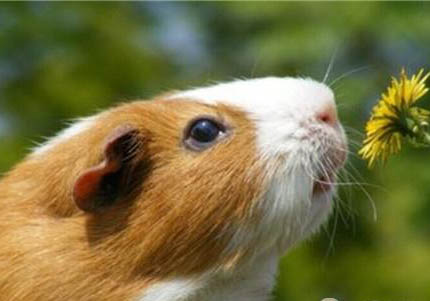 緞毛白色鳳冠天竺鼠的飼養環境