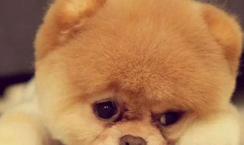 哪些原因會(huì)造成狗狗過敏