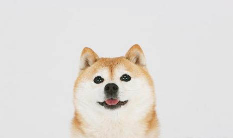 柴犬適合家養嗎