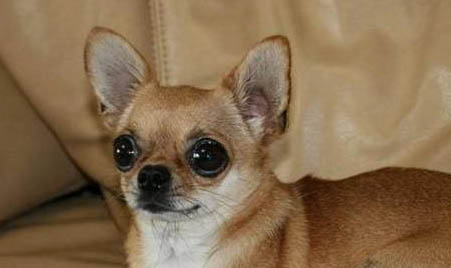 吉娃娃注意事項