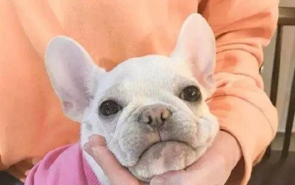 法國斗牛犬能活多少歲