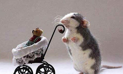 寵物鼠的種類有哪些