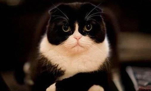 貓狗相處多久才不打架