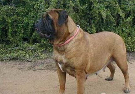 怎么樣讓牛頭梗更強(qiáng)壯?