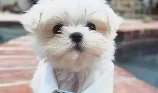狗狗得細小嘔吐白色液體怎么回事?