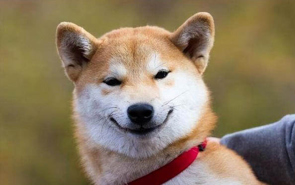 狗狗拉稀的現象和原因及處理方法