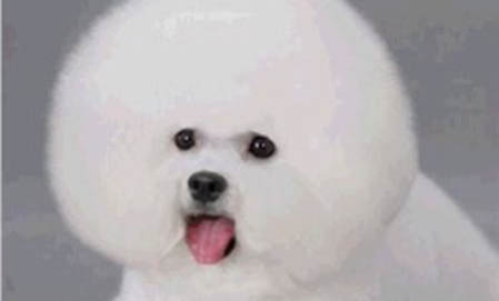 狗狗多長時間洗一次澡比較好？