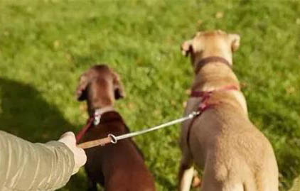 早晚遛狗會憋壞狗狗嗎