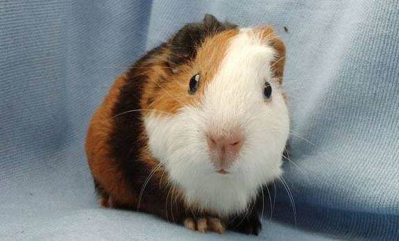 飼養荷蘭豬前需要注意哪些事項