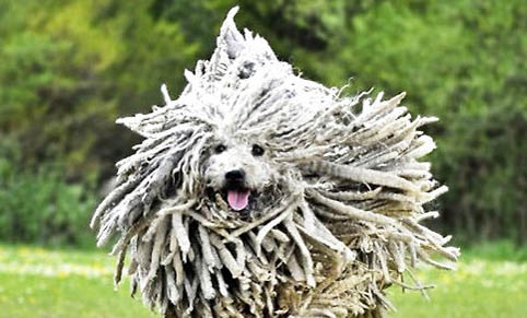 可蒙犬嘔吐白沫的原因及處理方法